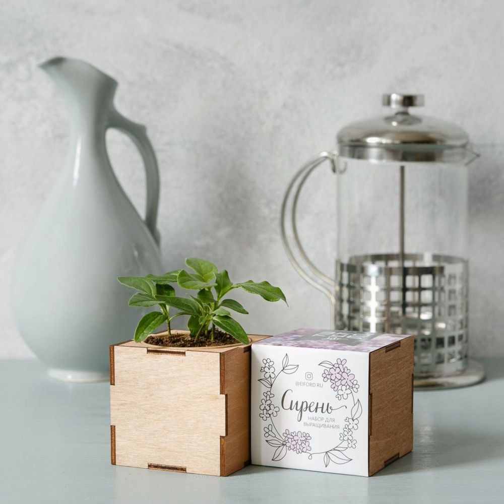 Экокуб сирень